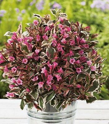 Вейгела квітуча "Монет", Weigela florida "Monet", С3