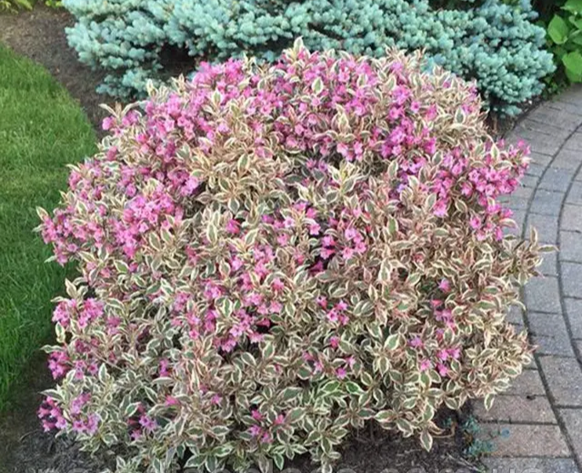 Вейгела квітуча "Монет", Weigela florida "Monet", С3 - Зображення 4