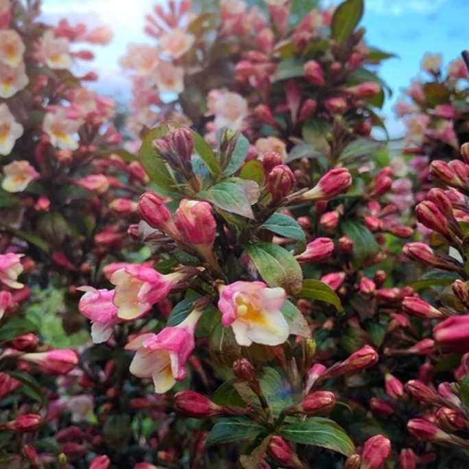 Вейгела квітуча "Вінтаж Лав", Weigela "Vintage Love", С1, 5 - Зображення 2