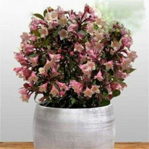 Вейгела квітуча "Вінтаж Лав", Weigela "Vintage Love", С1, 5