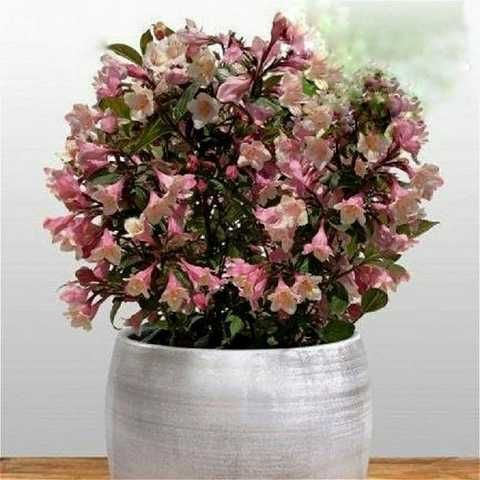 Вейгела квітуча "Вінтаж Лав", Weigela "Vintage Love", С1, 5