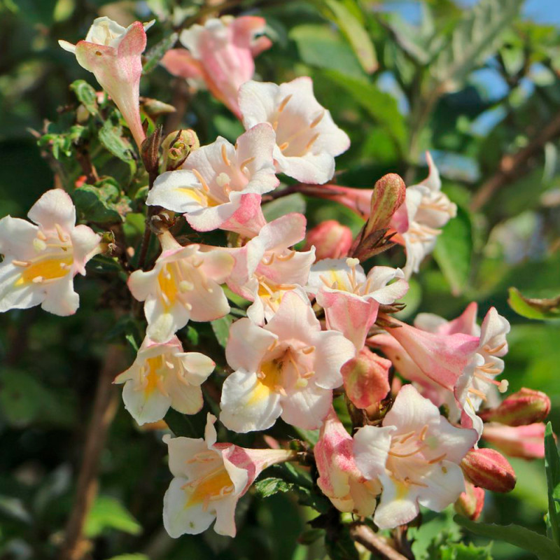 Вейгела квітуча "Вінтаж Лав", Weigela "Vintage Love", С1, 5 - Зображення 4