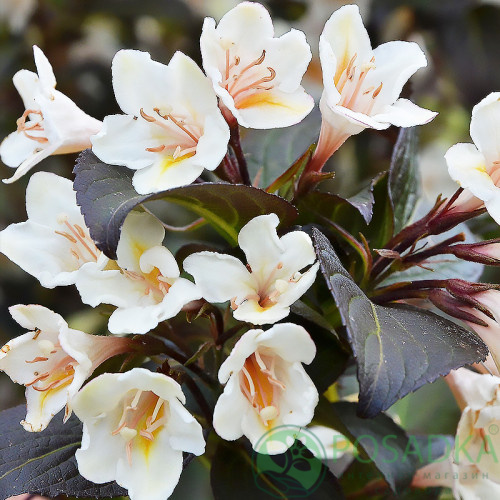 Вейгела квітуча 'Ебоні енд Айворі', Weigela florida 'Ebony and Ivory', С1, 5 - Зображення 3