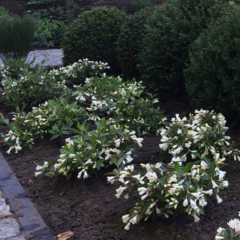 Вейгела квітуча 'Ебоні енд Айворі', Weigela florida 'Ebony and Ivory', С1, 5 - Зображення 4