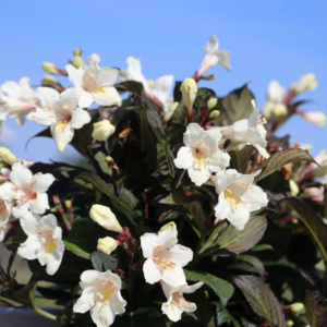 Вейгела квітуча 'Ебоні енд Айворі', Weigela florida 'Ebony and Ivory', С1, 5