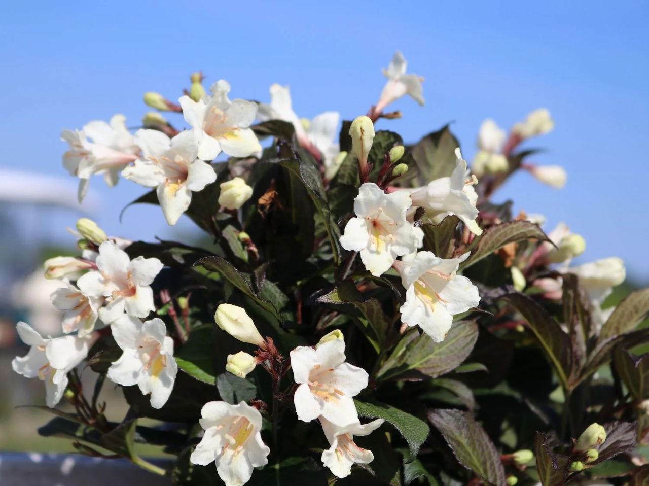 Вейгела квітуча 'Ебоні енд Айворі', Weigela florida 'Ebony and Ivory', С1, 5