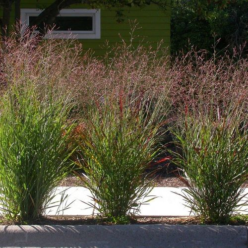 Просо прутовидне 'Варіор', Panicum virgatum 'Warrior Divided', С1, 5