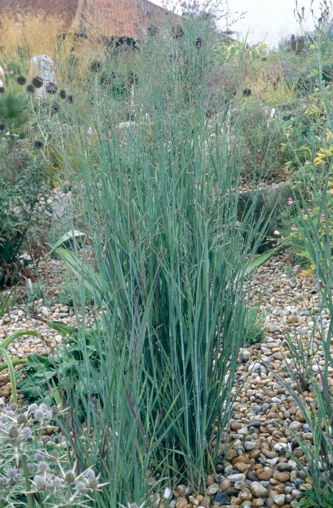 Просо прутовидне 'Варіор', Panicum virgatum 'Warrior Divided', С1, 5 - Зображення 3