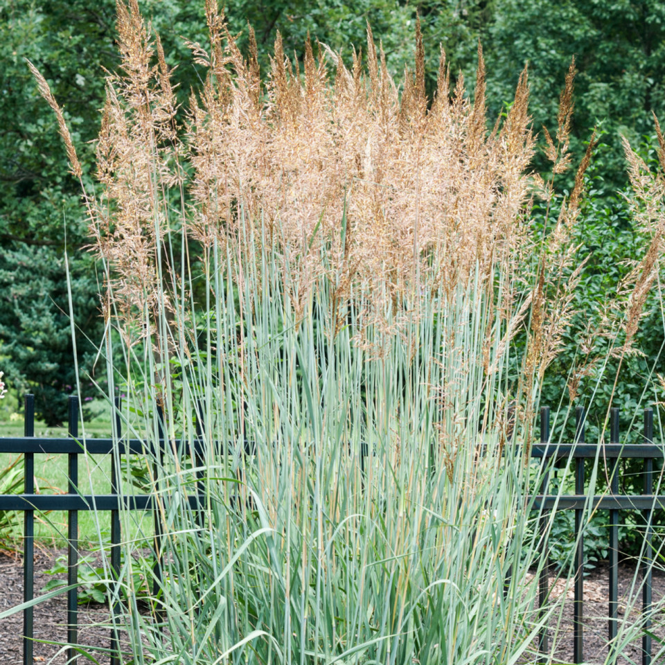 Просо прутовидне 'Варіор', Panicum virgatum 'Warrior Divided', С1, 5 - Зображення 4