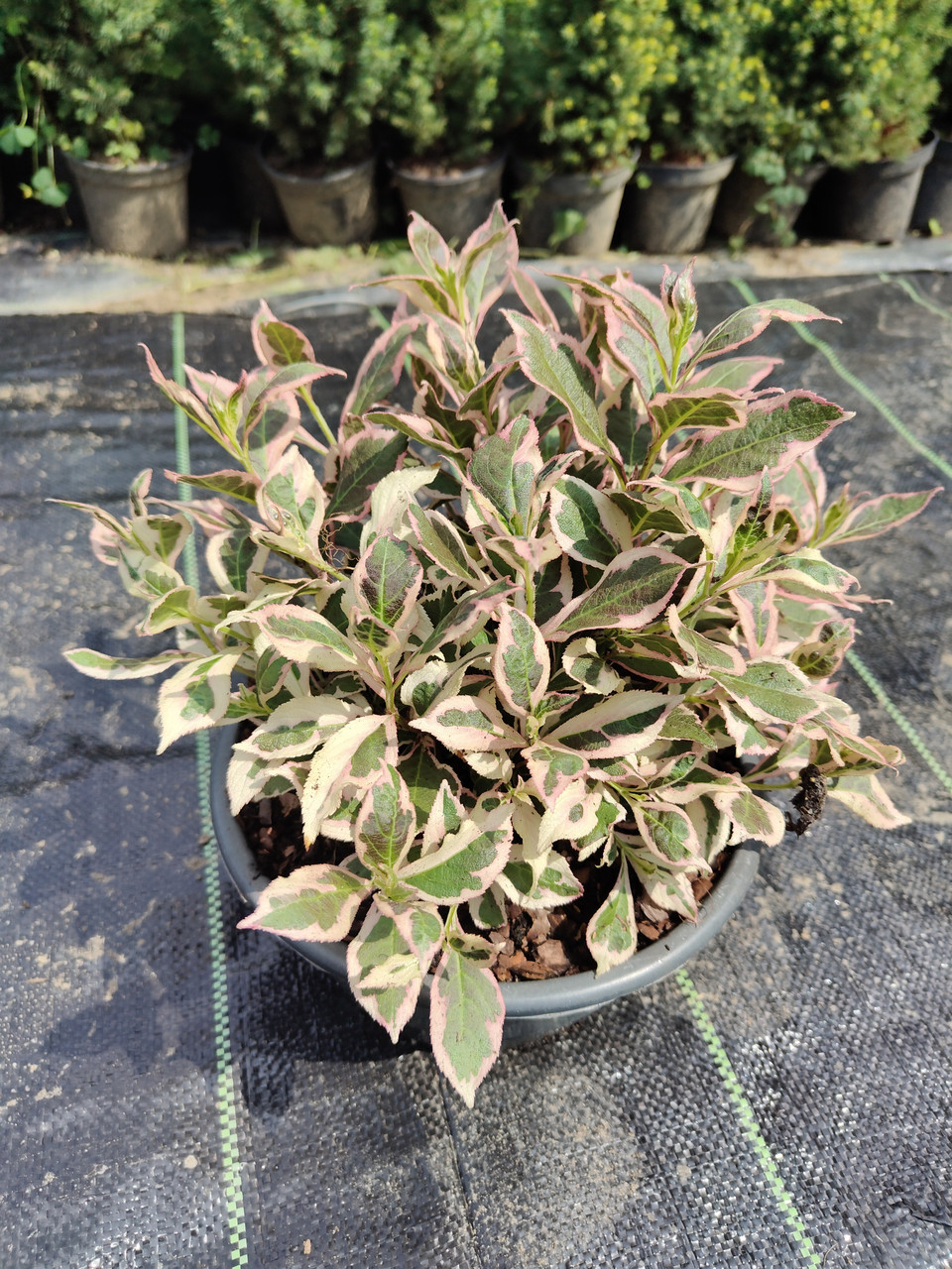 Вейгела квітуча "Монет", Weigela florida "Monet", С3 - Зображення 5