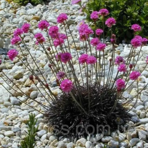 Армерія приморська "Рубрифолія" (чорнолиста), Armeria maritima Rubrifolia, С1, 5