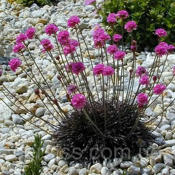 Армерія приморська "Рубрифолія" (чорнолиста), Armeria maritima Rubrifolia, С1, 5