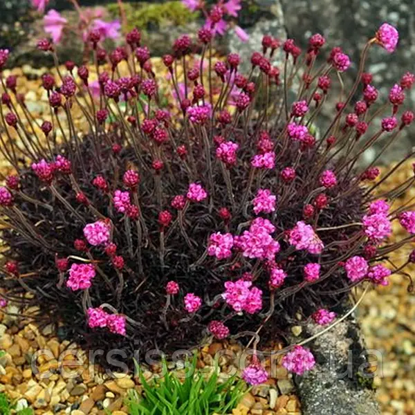 Армерія приморська "Рубрифолія" (чорнолиста), Armeria maritima Rubrifolia, С1, 5 - Зображення 2
