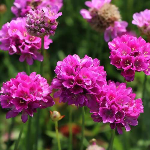 Армерія приморська "Рубрифолія" (чорнолиста), Armeria maritima Rubrifolia, С1, 5 - Зображення 3
