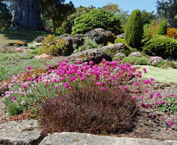 Армерія приморська "Рубрифолія" (чорнолиста), Armeria maritima Rubrifolia, С1, 5 - Зображення 4