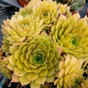 Молодило 'Ліо', Sempervivum 'Leo', Р9