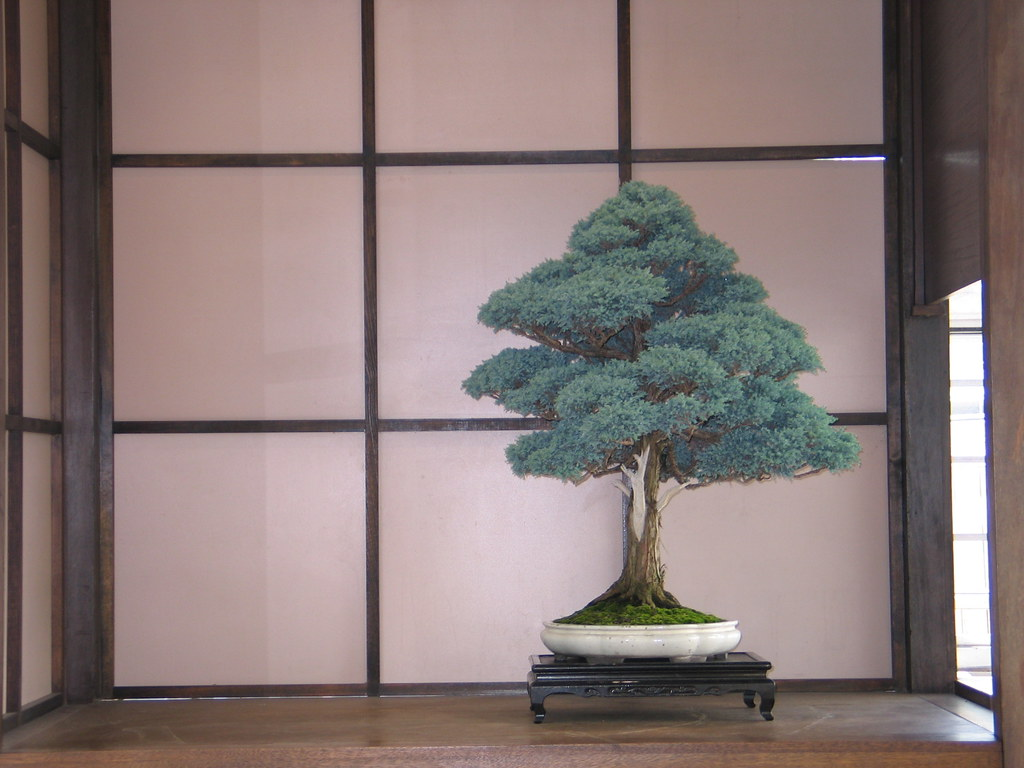 Кипарисовик горохоплідний 'Сквароза', Chamaecyparis Pisifera 'Squarrosa', 4-річний, С1, 5 - Зображення 8