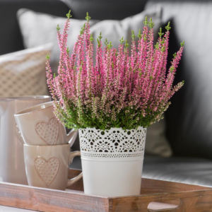 Верес звичайний "Мішель", Calluna vulgaris 'Michelle', Р1 - С1