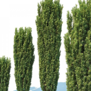 Тис середній 'Хіксі', Taxus x media 'Hicksii', С1, 5