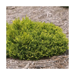 Кипарисовик горохоплідний 'Голден Пінкушн', Chamaecyparis pisifera 'Golden Pin Cushion, С1, 5