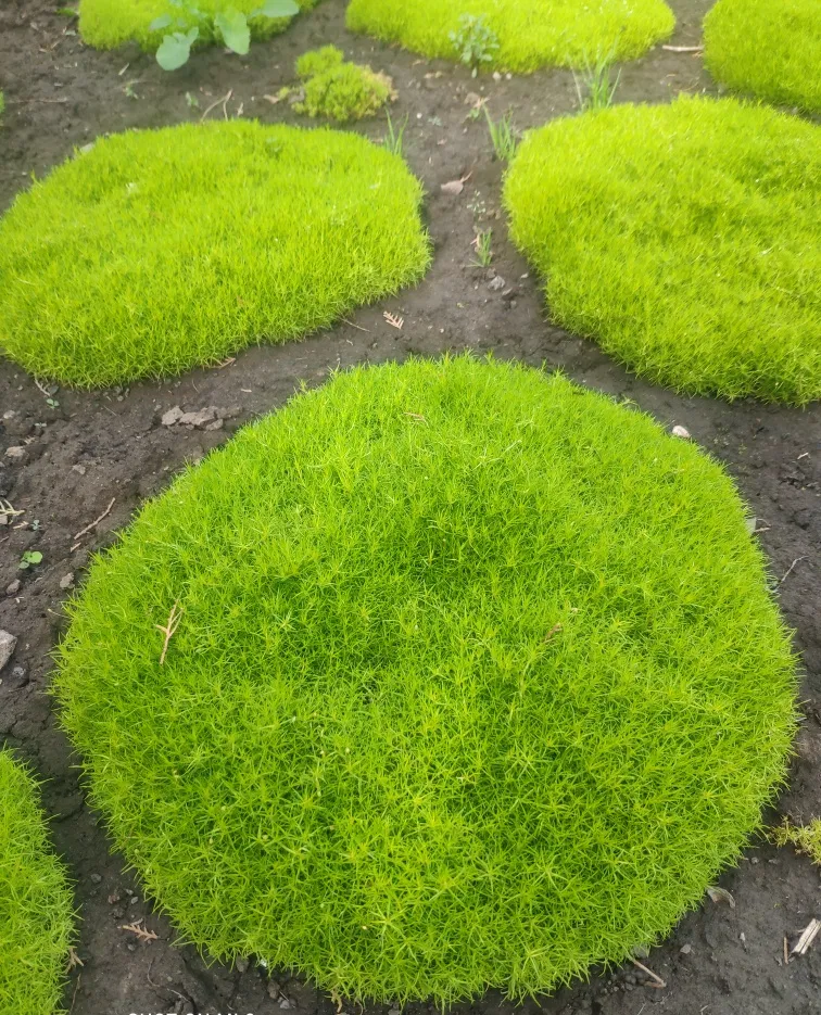 Моховинка шилоподібна 'Лайм Мосс', Sagina subulata 'Lime Moss', Р9 - Зображення 2