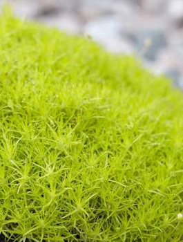 Моховинка шилоподібна 'Лайм Мосс', Sagina subulata 'Lime Moss', Р9 - Зображення 3