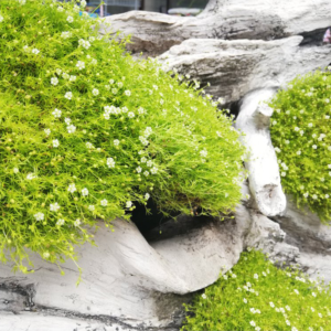 Моховинка шилоподібна 'Лайм Мосс', Sagina subulata 'Lime Moss', Р9