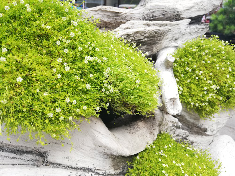 Моховинка шилоподібна 'Лайм Мосс', Sagina subulata 'Lime Moss', Р9