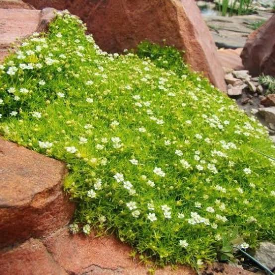 Моховинка шилоподібна 'Лайм Мосс', Sagina subulata 'Lime Moss', Р9 - Зображення 4