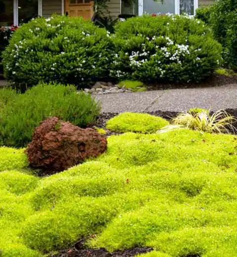 Моховинка шилоподібна 'Лайм Мосс', Sagina subulata 'Lime Moss', Р9 - Зображення 5