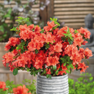 Азалія японська "Гейша Оранж", Аzalea japonica "Geisha Orange", 2-річна, Р9