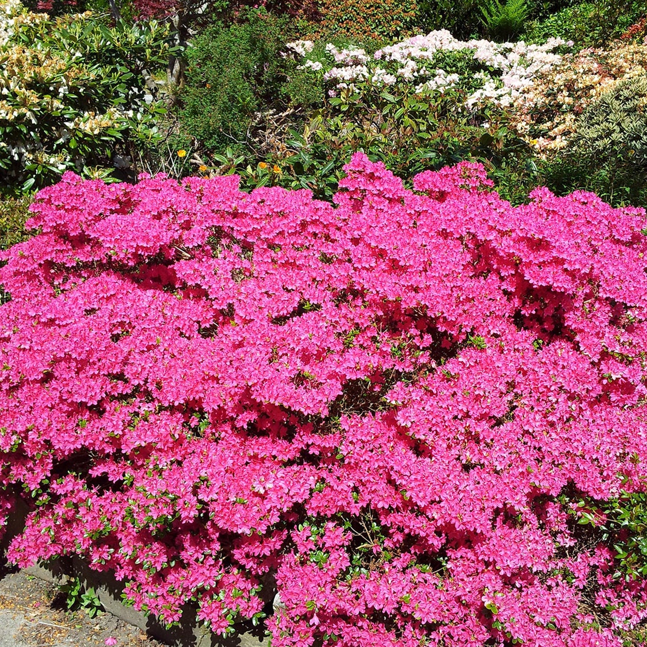 Азалія "Кермезіна", Azalea japonica "Kermesina", 2-х річна, Р9 - Зображення 3
