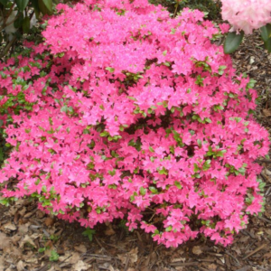 Азалія "Кермезіна", Azalea japonica "Kermesina", 2-х річна, Р9