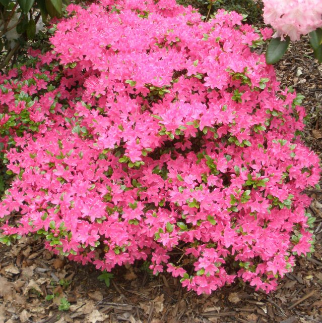 Азалія "Кермезіна", Azalea japonica "Kermesina", 2-х річна, Р9