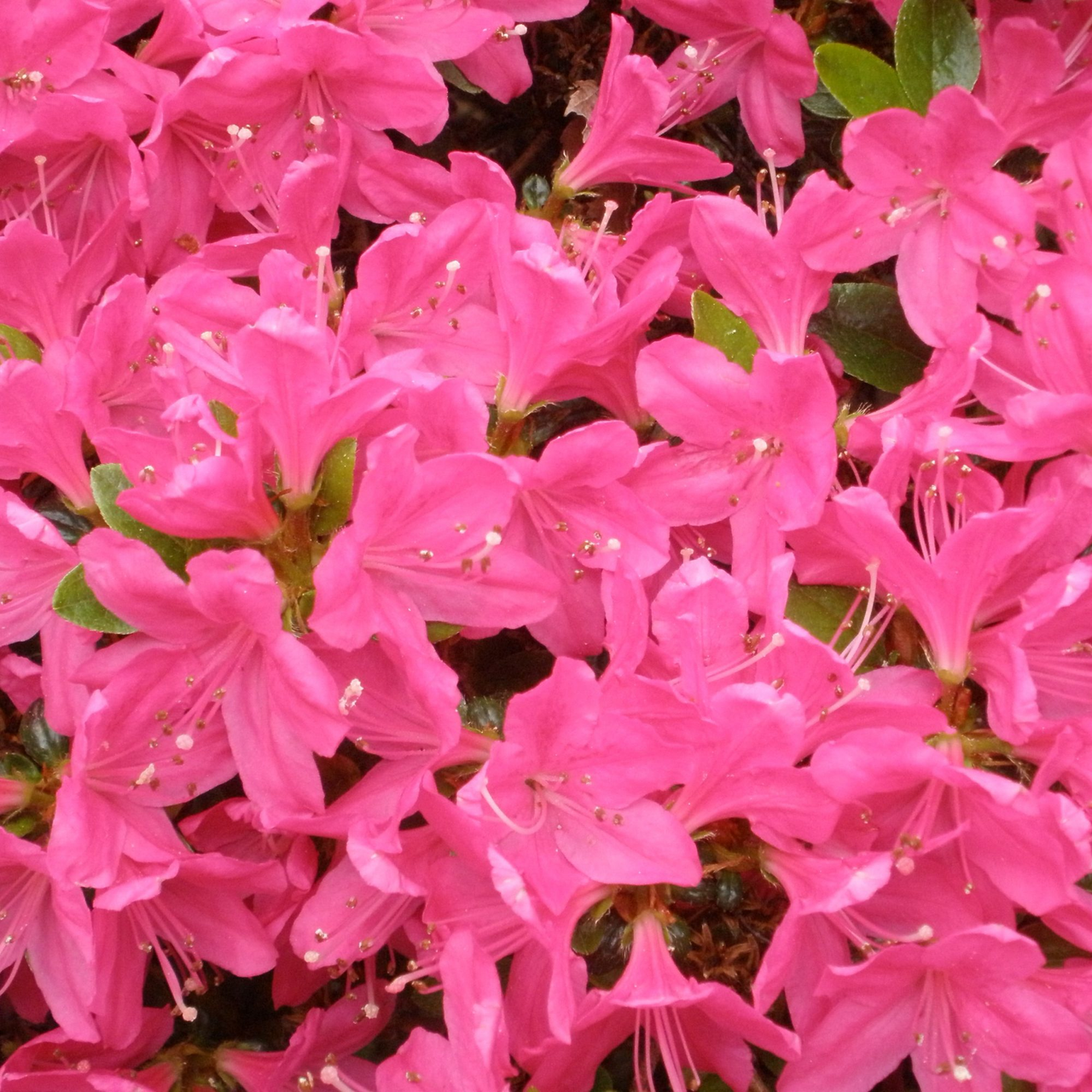 Азалія "Кермезіна", Azalea japonica "Kermesina", 2-х річна, Р9 - Зображення 4