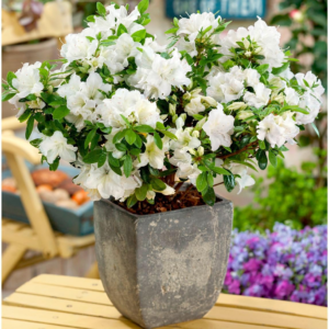 Азалія японська 'Плезент Вайт', Azalea japonica 'Pleasent White', 2-річна, Р9