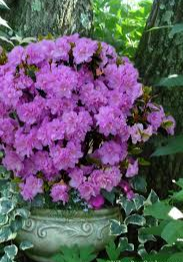 Азалія японська "Елсі Лі", Azalea japonica "Elsie Lee", 2-річна, Р9