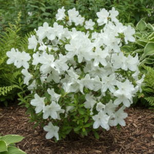 Азалія японська "Шнеевіттхен", Azalea japonica "Schneewittchen", 2-річна, Р9 3-річна