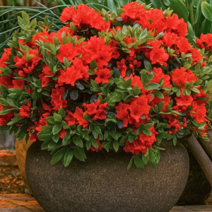 Азалія японська "Евіта", Azalea japonica "Evita", 2-річна, Р9