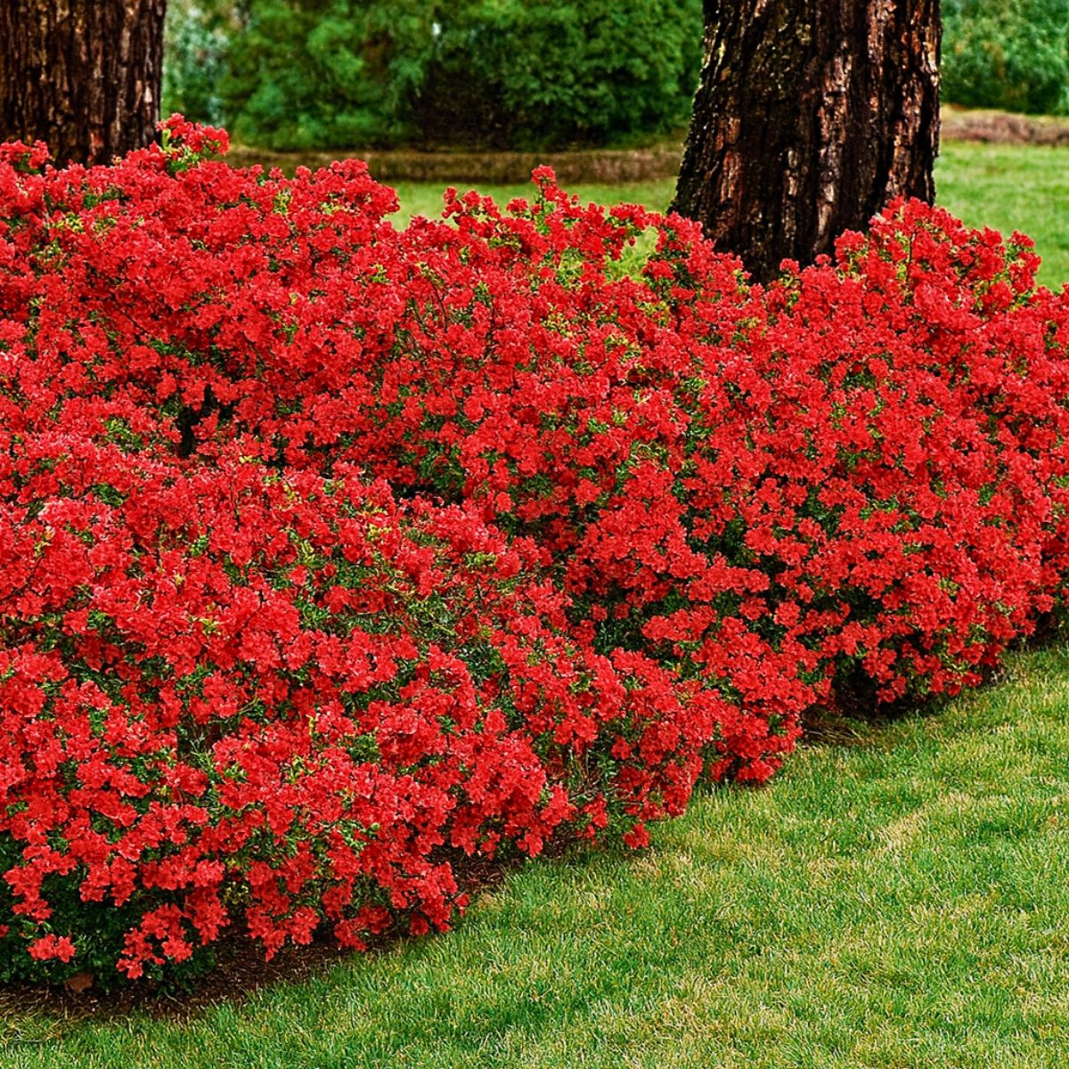 Азалія японська "Евіта", Azalea japonica "Evita", 3-річна, С1, 5 - Зображення 5