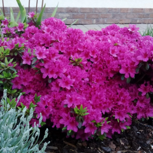 Азалія японська "Пурпуртраум", Azalea japonica "Purpurtraum", 2-річна, Р9