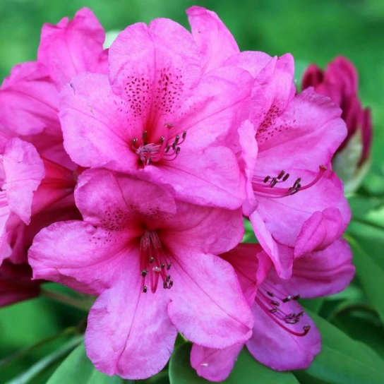 Азалія японська "Пурпуртраум", Azalea japonica "Purpurtraum", 2-річна, Р9 - Зображення 4
