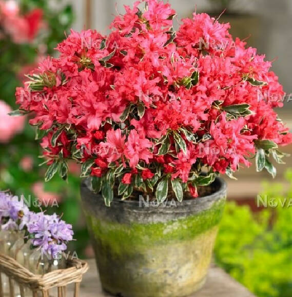 Азалія "Сільвер Сворд", Azalea "Silver Sword", 3- річна, С1, 5