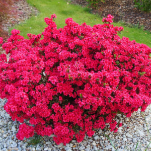Азалія японська "Марушка", Azalea japonica 'Maruschka', 2-річна, Р9