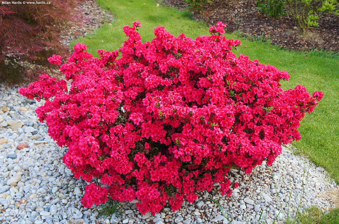 Азалія японська "Марушка", Azalea japonica 'Maruschka', 4-річна, С3