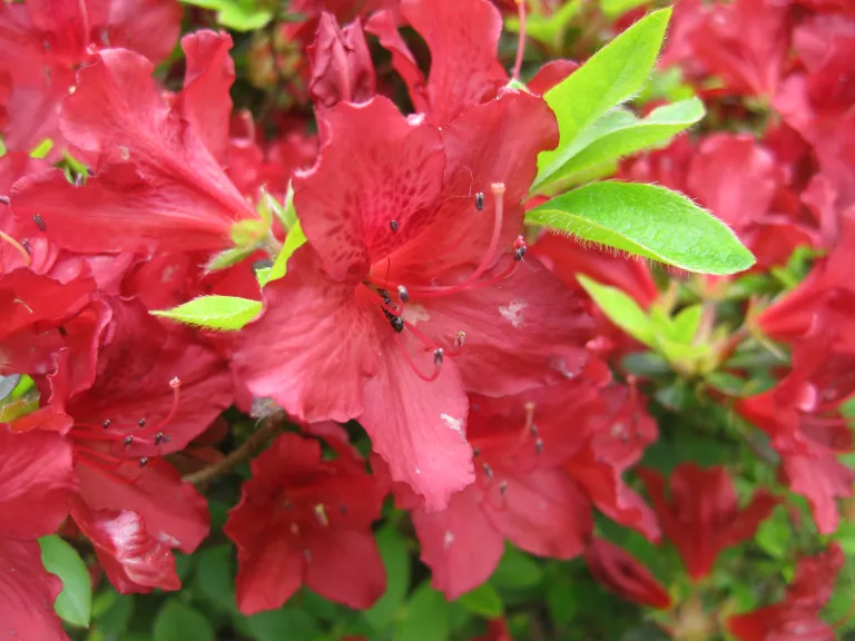Азалія японська "Галатея", Azalea japonica "Galathea", 4 - річна, С3 - Зображення 4