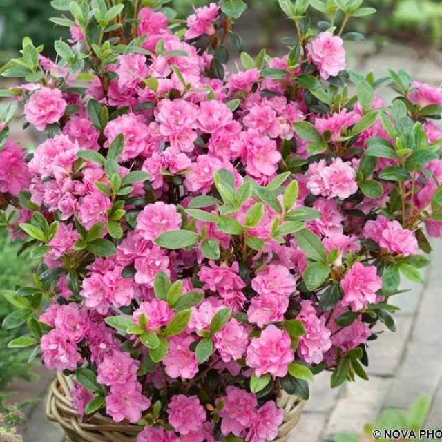 Азалія японська "Розінетта", Azalea japonica "Rosinetta", 4 -річна, С3 - Зображення 6