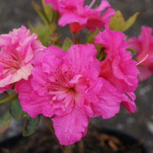 Азалія японська "Петтікоат", Azalea japonica "Petticoat", 4-річна, С3