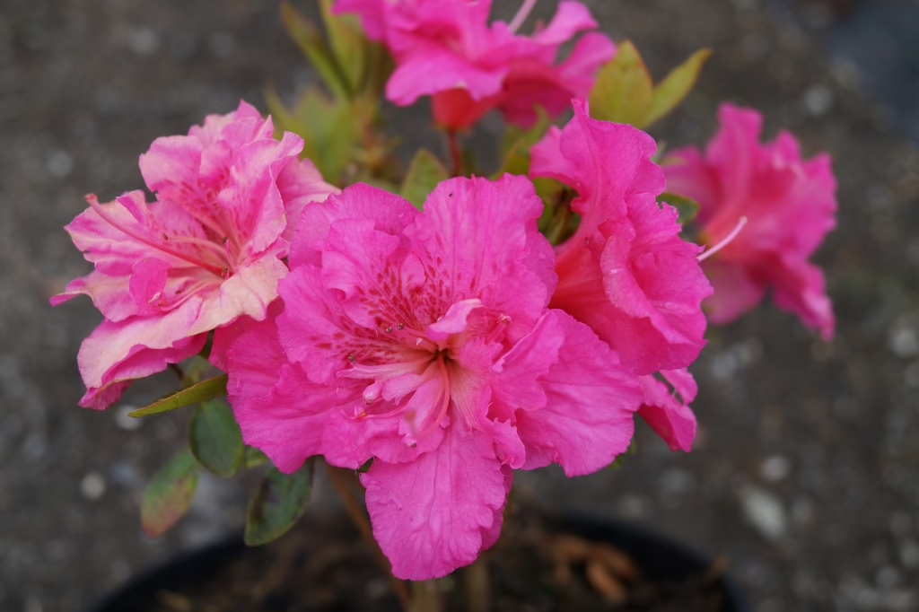 Азалія японська "Петтікоат", Azalea japonica "Petticoat", 4-річна, С3