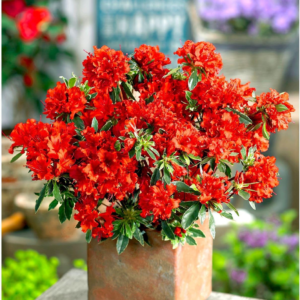 Азалія японська "Варієгата", Azalea japonica "Hot shot Variegata", 2- річна, Р9